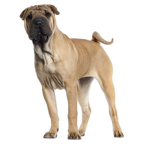 Best puppy food for shar pei uk best sale